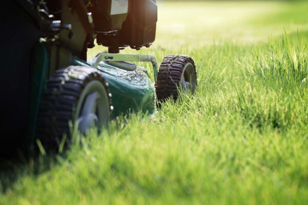 Spring Cleaning Guide for Your Lawn