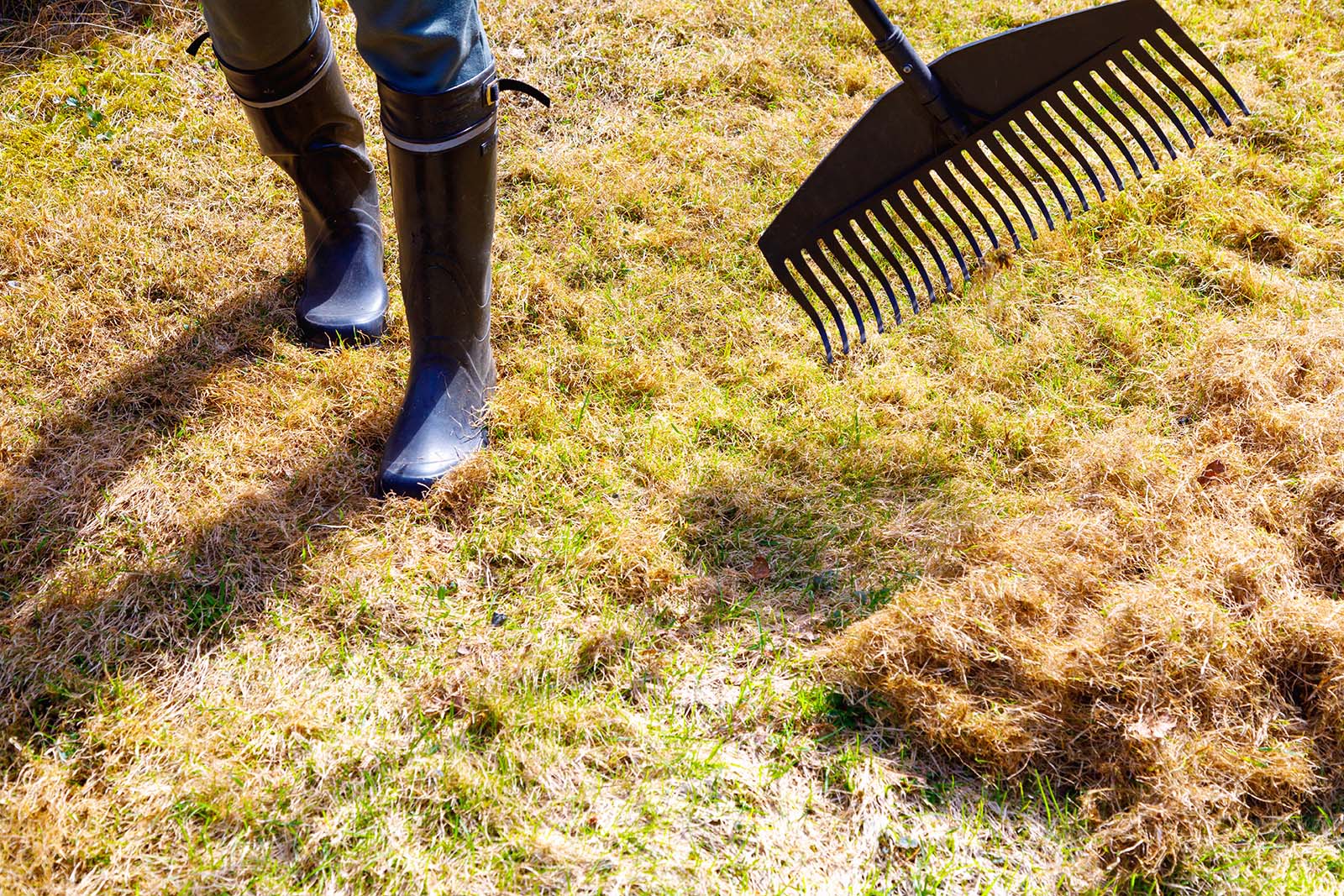 How to Maintain Your Lawn in a Drought